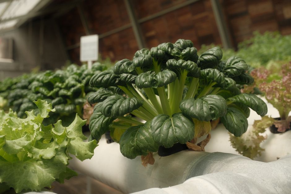 Is there really a difference between organically grown veg and regular grown veg?